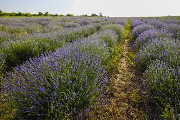 Çalıların arasında yetişen otlu bir lavanta mahsulü.