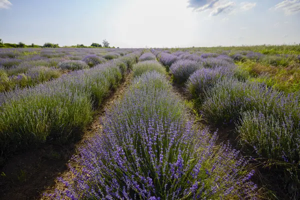 Çalıların arasında yetişen otlu bir lavanta mahsulü.