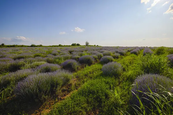 Çalıların arasında yetişen otlu bir lavanta mahsulü.
