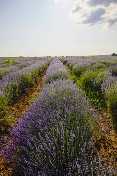 Çalıların arasında yetişen otlu bir lavanta mahsulü.