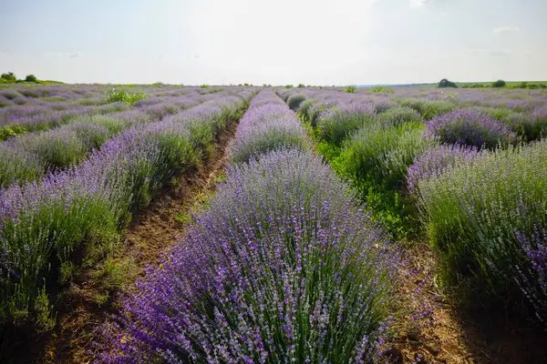 Çalıların arasında yetişen otlu bir lavanta mahsulü.