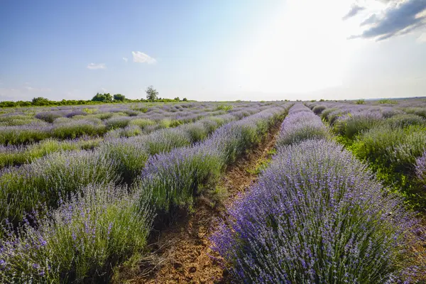 Çalıların arasında yetişen otlu bir lavanta mahsulü.