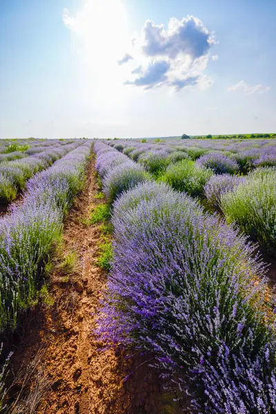Çalıların arasında yetişen otlu bir lavanta mahsulü.