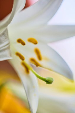 Pisti 'ye odaklı beyaz bir zambak çiçeğine yaklaş