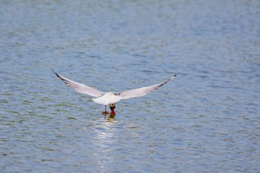 Tipik bir sahil ortamında Tern Sterna hirundo