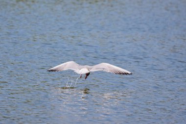 Tipik bir sahil ortamında Tern Sterna hirundo