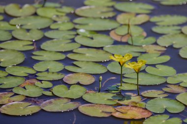 Sarı yüzen kalp çiçekleri, su bitkisi. Nymphoides peltata