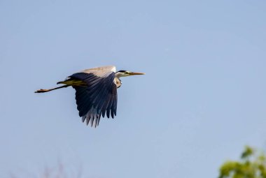 Güzel gri balıkçıl, Ardea cinerea, uçuyor