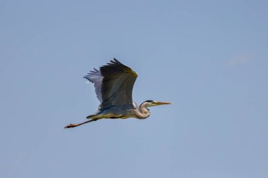Güzel gri balıkçıl, Ardea cinerea, uçuyor
