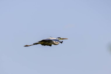 Güzel gri balıkçıl, Ardea cinerea, uçuyor