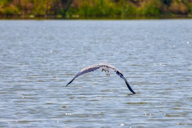 Güzel gri balıkçıl, Ardea cinerea, uçuyor