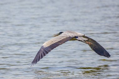 Güzel gri balıkçıl, Ardea cinerea, uçuyor