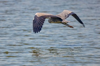 Güzel gri balıkçıl, Ardea cinerea, uçuyor
