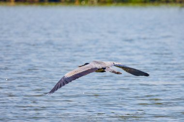 Güzel gri balıkçıl, Ardea cinerea, uçuyor