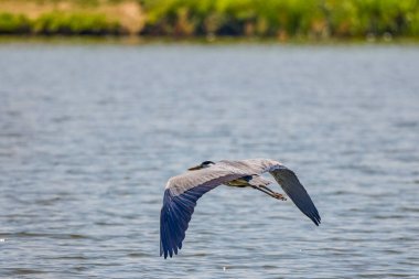 Güzel gri balıkçıl, Ardea cinerea, uçuyor