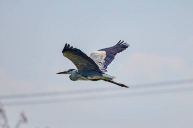 Güzel gri balıkçıl, Ardea cinerea, uçuyor