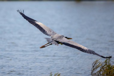 Güzel gri balıkçıl, Ardea cinerea, uçuyor