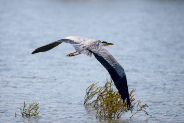 Güzel gri balıkçıl, Ardea cinerea, uçuyor