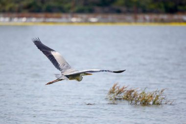 Güzel gri balıkçıl, Ardea cinerea, uçuyor