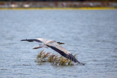 Güzel gri balıkçıl, Ardea cinerea, uçuyor