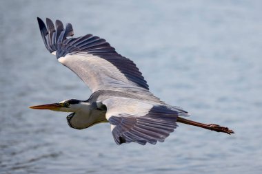 Güzel gri balıkçıl, Ardea cinerea, uçuyor