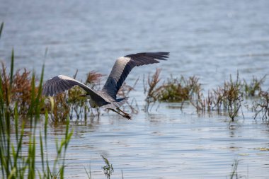 Güzel gri balıkçıl, Ardea cinerea, uçuyor