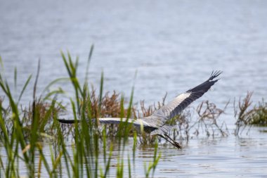 Güzel gri balıkçıl, Ardea cinerea, uçuyor