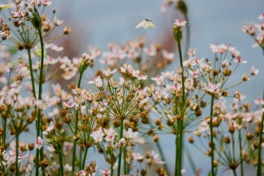Butomus umbellatus suyun yanında yetişir.