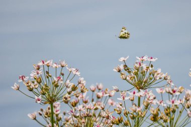 Butomus umbellatus suyun yanında yetişir.