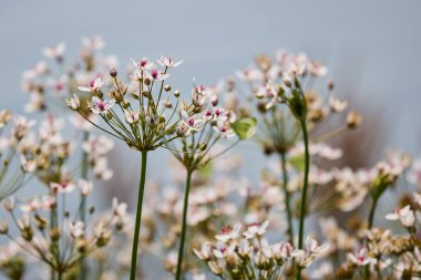 Butomus umbellatus suyun yanında yetişir.
