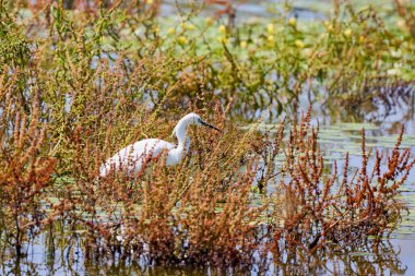 Kıyıdaki uzun otların içindeki beyaz balıkçıl balığının güzel bir prototipidir..