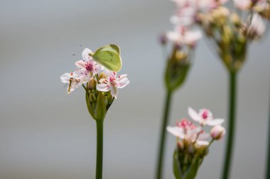 Butomus umbellatus suyun yanında yetişir.
