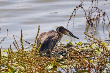 Büyük ibikli grebe - Podiceps kristali, yuvanın üzerinde duruyor