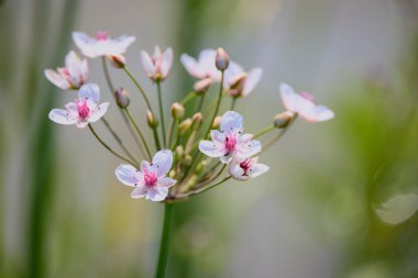 Butomus umbellatus suyun yanında yetişir.