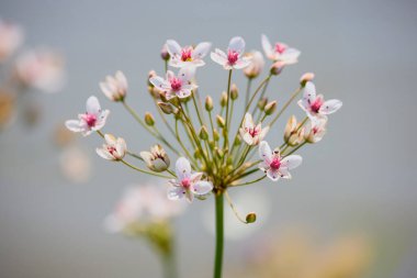 Butomus umbellatus suyun yanında yetişir.