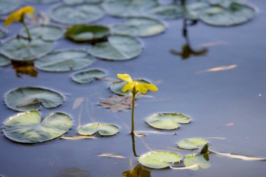 Sarı yüzen kalp çiçekleri, su bitkisi. Nymphoides peltata
