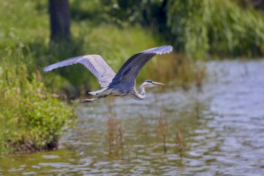 Güzel gri balıkçıl, Ardea cinerea, uçuyor