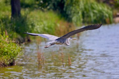 Güzel gri balıkçıl, Ardea cinerea, uçuyor