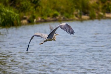 Güzel gri balıkçıl, Ardea cinerea, uçuyor