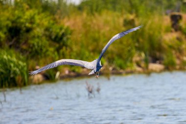 Güzel gri balıkçıl, Ardea cinerea, uçuyor