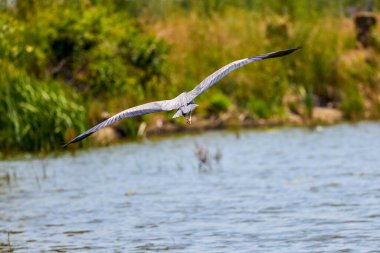 Güzel gri balıkçıl, Ardea cinerea, uçuyor
