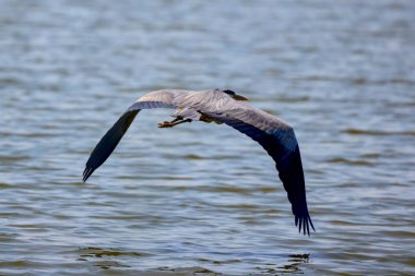 Güzel gri balıkçıl, Ardea cinerea, uçuyor