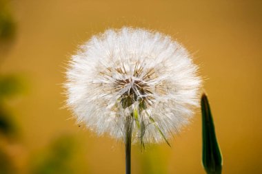 tomurcuk ve çiçek sarı yapraklı ve yeşil saplı karahindiba
