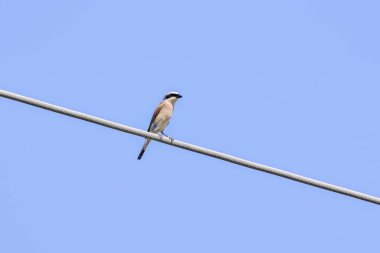 Elektrik kablosunda oturan bir Lanius Collurio.