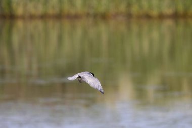 Tipik bir sahil ortamında Tern Sterna hirundo