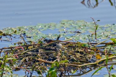 Sterna Hirundo 'nun yumurtalarıyla gölde bir yuva