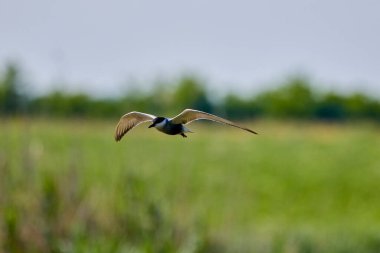 Tipik bir sahil ortamında Tern Sterna hirundo