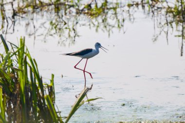 Himantopus himantopus güneşli bir yaz gününde bir gölde
