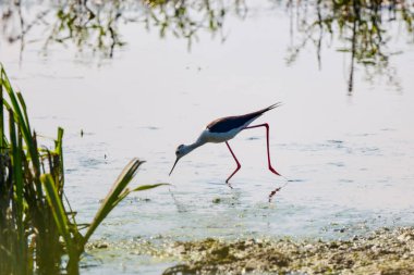 Himantopus himantopus güneşli bir yaz gününde bir gölde