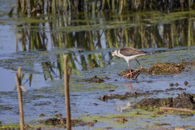 Himantopus himantopus güneşli bir yaz gününde bir gölde